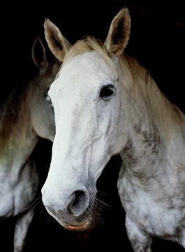 Offene Ateliers Brandenburg 2025