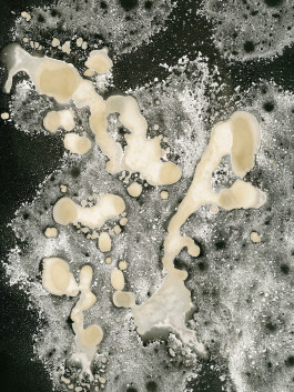 Offene Ateliers Brandenburg 2026