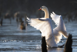 Offene Ateliers Brandenburg 2026